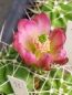 Preview: Echinocereus mojavensis